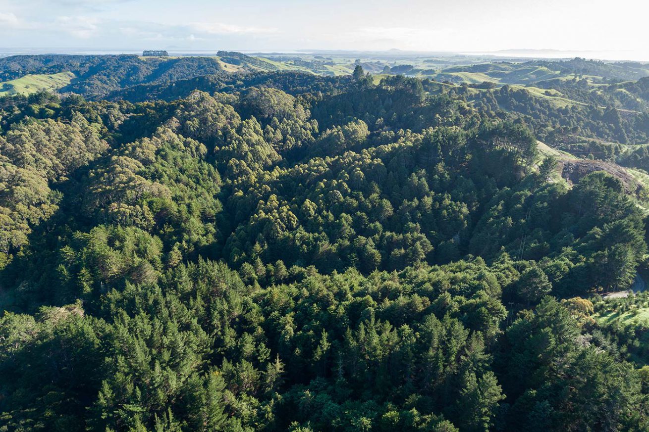 Oblique view of the forest