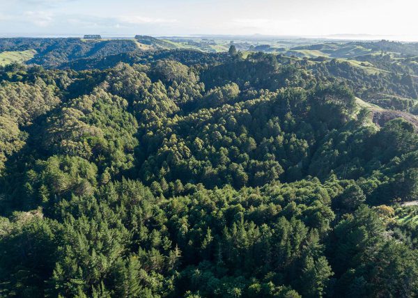 Oblique view of the forest